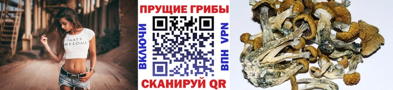 Купить  Конаково  Галлюциногенные грибы GOLDEN TEACHER 
